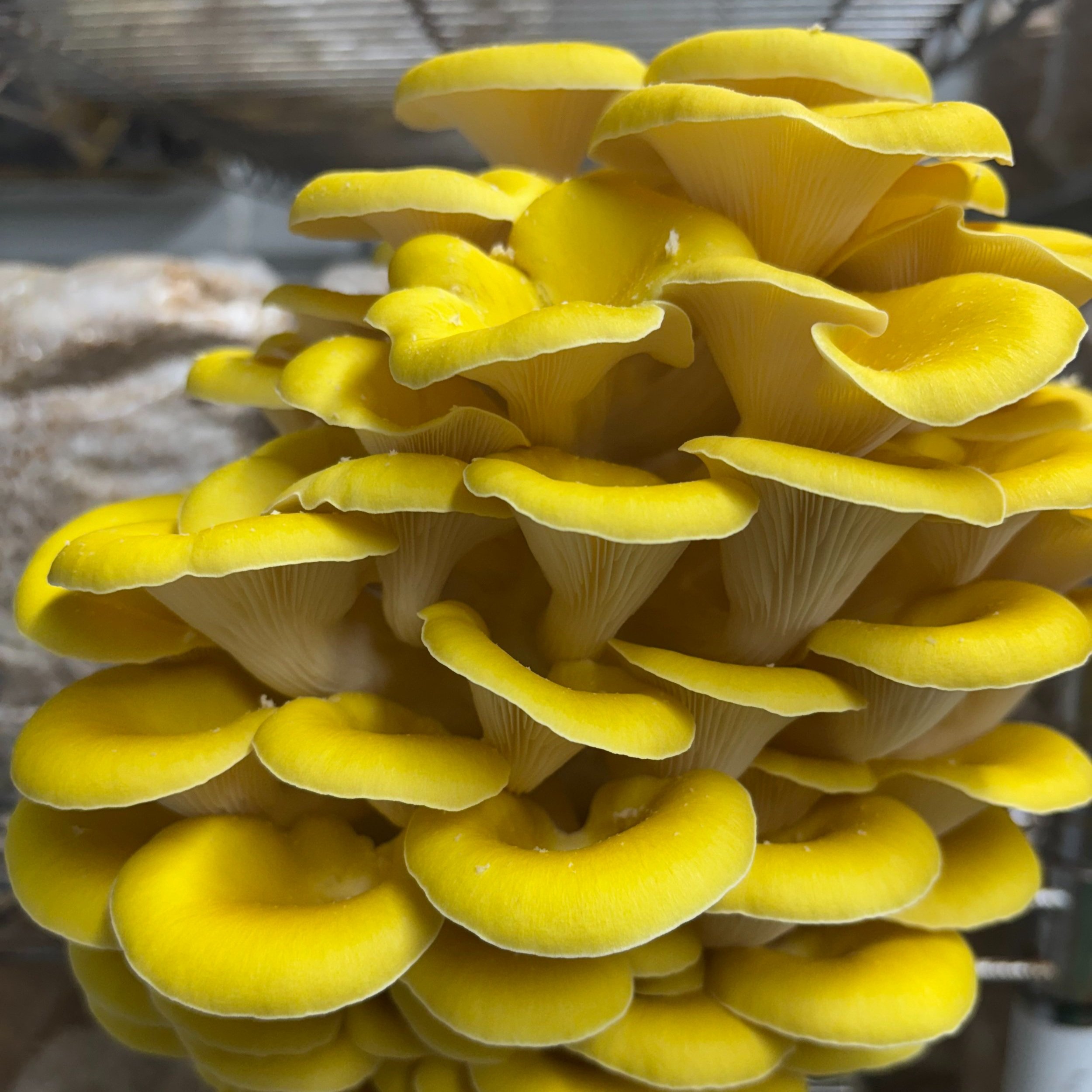 Mycelium+Express,+Louisiana+-+IMG_1760 (1) Close-up image of vibrant yellow oyster mushrooms showcasing their unique layered structure and gills, cultivated in a controlled environment for culinary use and nutritional benefits.