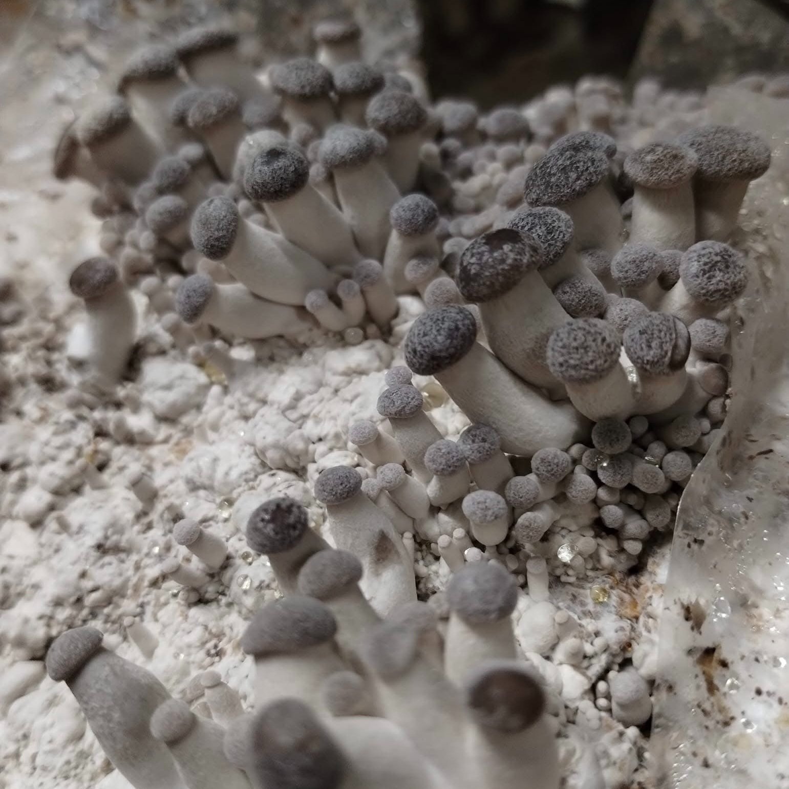 Cluster of grayish-white mushrooms with round, dark caps growing on a textured substrate, showcasing their unique shapes and forms in a natural setting.