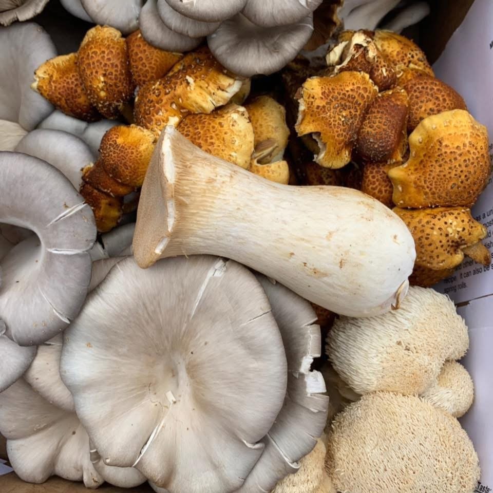 A variety of fresh mushrooms including oyster, lion's mane, and golden chanterelles, arranged in a cardboard box, showcasing their unique textures and colors.